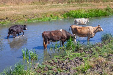 nehre ayakta inekler