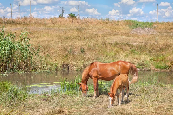 Anya és a gyermek ló legeltetés — Stock Fotó