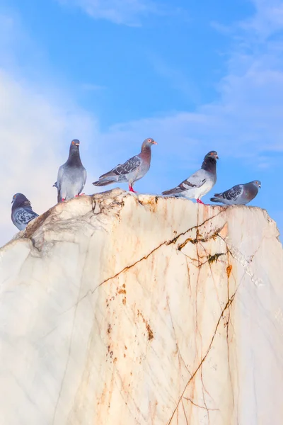 Pombas em pé sobre a rocha grande — Fotografia de Stock