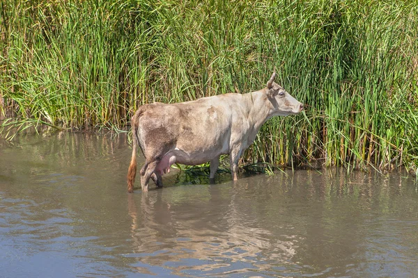White cow in water — Stock Photo, Image