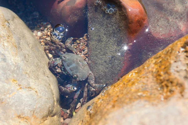Krab v průhledné vodě — Stock fotografie