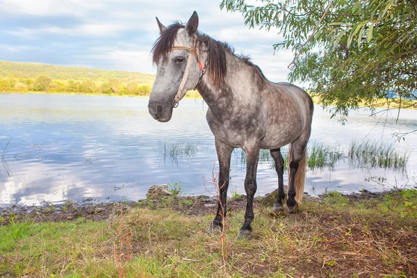 Gyönyörű ló a parton — Stock Fotó