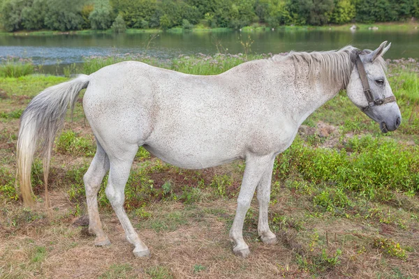 Beautiful white mare — Stock Photo, Image