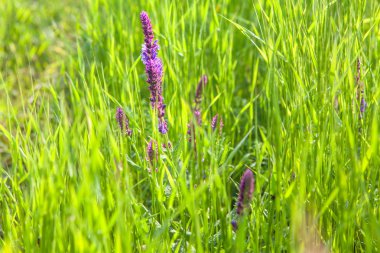 Çimenlerdeki çiçekler