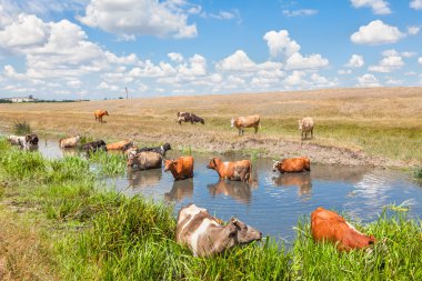 sığır suda ayakta