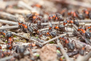 çalışma karıncalar arka plan