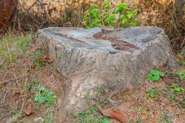 yaşlı bir ağaç güdük