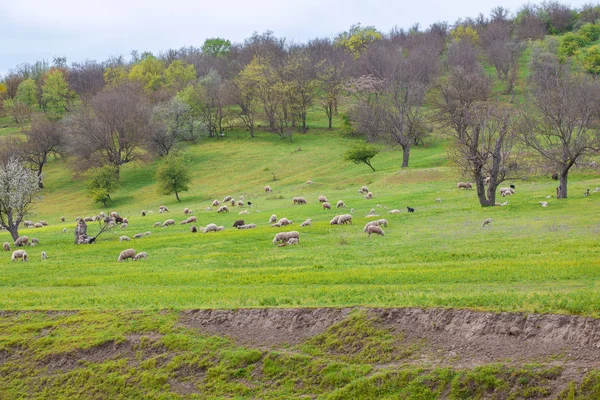 Cordeiros pastando no prado — Fotografia de Stock