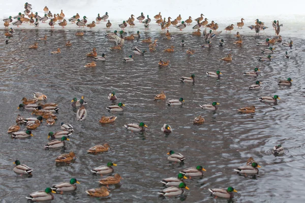 Patos salvajes en el invierno — Foto de Stock