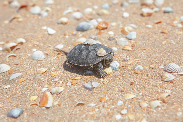 Tartaruga na praia com conchas — Fotografia de Stock