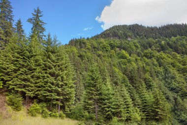 Yeşil çam ormanı