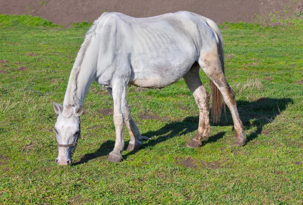 Cavalo fino branco — Fotografia de Stock