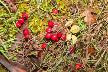 kırmızı böğürtlen