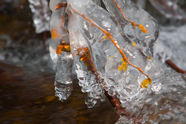 얼음 덮여 분기 — 스톡 사진