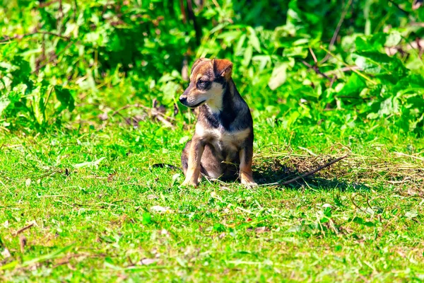 在绿地上的乡村小狗 — 图库照片