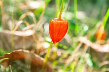 Sonbaharda Tek Kış kiraz bitkisi. Kırmızı kalibreli Physalis Peruviana meyvesi.