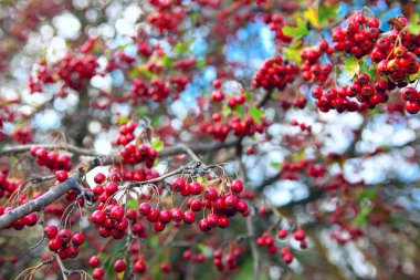 Sonbaharda Hawthorn ağacı. Sonbahar mevsiminde kırmızı böğürtlenlerin arka planı 