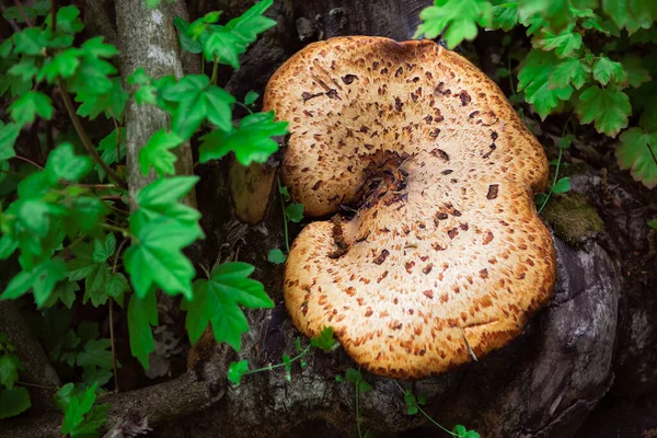 木の幹にキノコが生えています 森の中のオークマゼギル — ストック写真