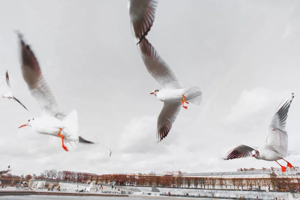 Seagulls flying in Paris . Birds soaring in the city