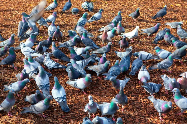 Manada Palomas Urbanas Pie Juntas —  Fotos de Stock