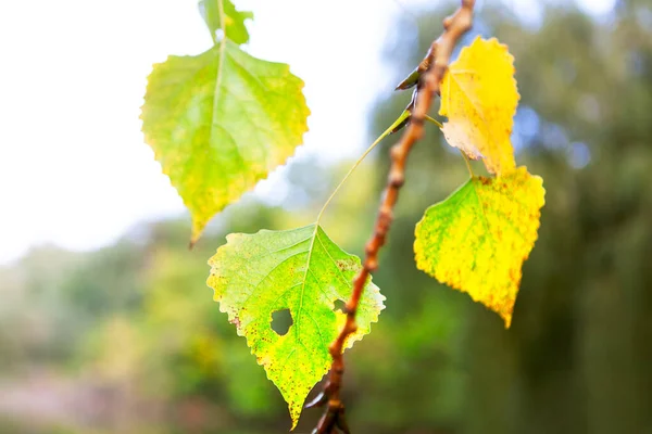 Hojas Álamo Otoño Ramita — Foto de Stock