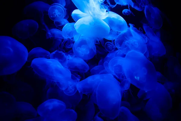 Jellyfish in blue water . Diving deep in the ocean . Relaxation aquatic background