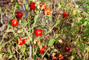 Domates yetiştiren sonbahar bahçesi