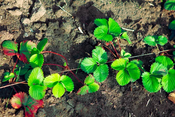 Çilek Fideleri Yetiştiriyor Çilek Bitkisinin Yeşil Yaprakları — Stok fotoğraf