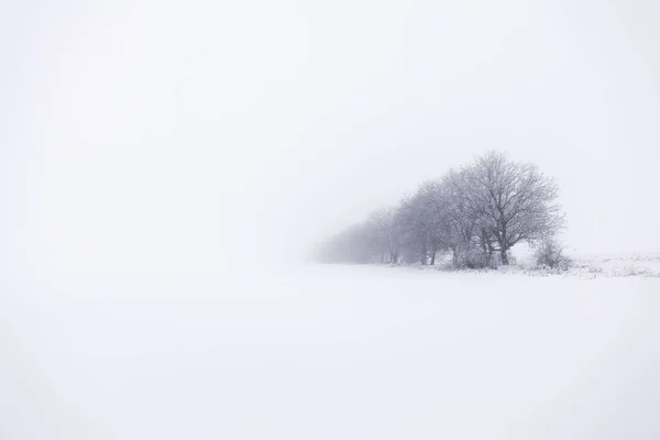 Δέντρα Ομιχλώδη Χειμώνα Χιονισμένο Και Θολό Τοπίο Απλά Λευκή Εποχή — Φωτογραφία Αρχείου