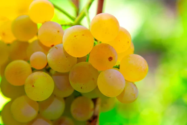 Złote Smaczne Winogrona Ogrodzie — Zdjęcie stockowe