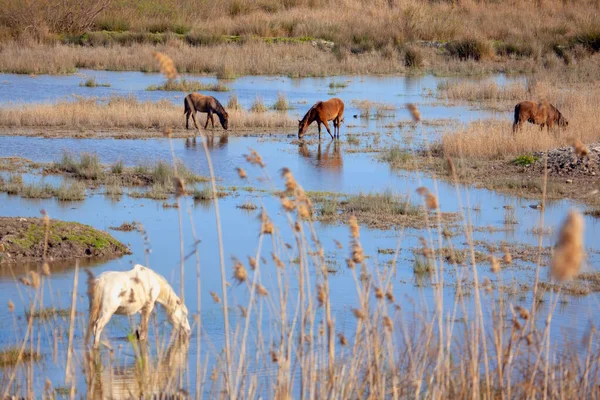 Reserva Natural Con Caballos Salvajes — Foto de Stock