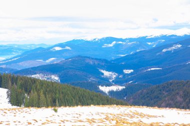 Kışın dağlarda yetişen kozalaklı orman. 