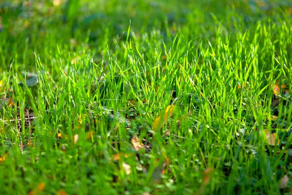 Herbstgrünes Gras Sonnenlicht Grüner Natürlicher Hintergrund Herbstlaub Frischen Gras — Stockfoto
