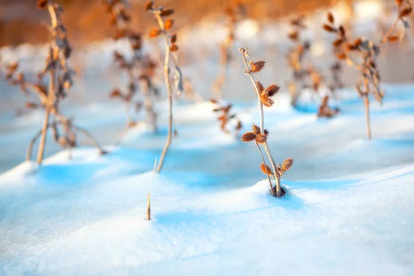 Сухие Растения Снегу Лопуховые Заводы Зимой — стоковое фото