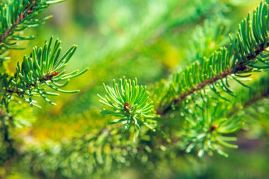 Köknar dalında Needles Macro Fotoğrafı. Evergreen ağaç dalı 