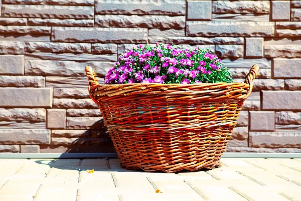 新鮮な装飾花と素朴なバスケット 花や壁を咲かせる — ストック写真