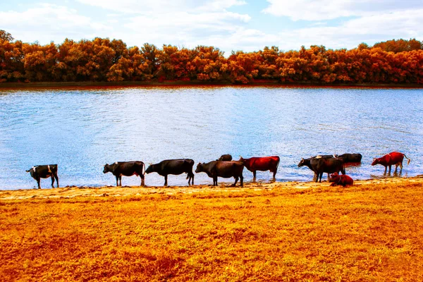 Cows Autumn Cattle River Shore Fall Season — Stock Photo, Image