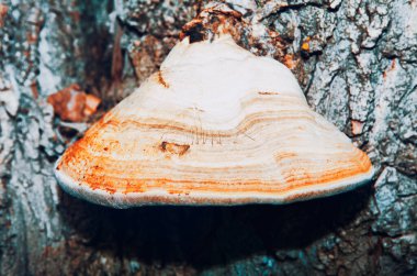 Ağaç kabuğunda Birch Polypore. Gövdede Conk büyüyor.