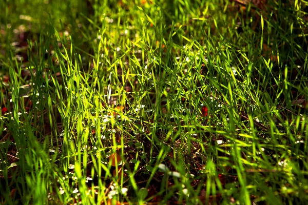Grönt Gräs Hösten Växande Gräsmatta Solljuset — Stockfoto