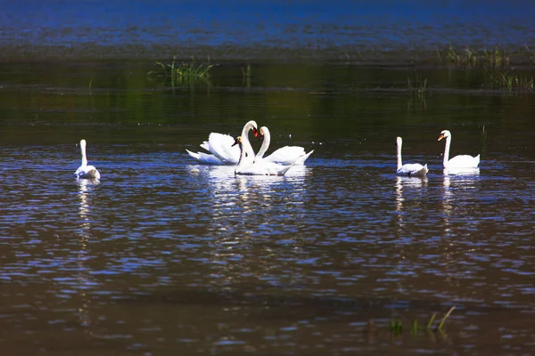 Paesaggio Naturale Con Cigni Sull Acqua Del Lago Stormo Graziosi — Foto Stock