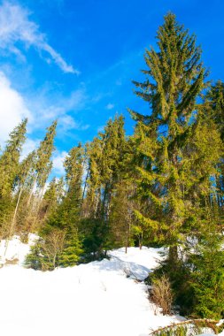 Kışın fidan ağaçları. Karlı tepede büyüyen uzun çam ağaçları 