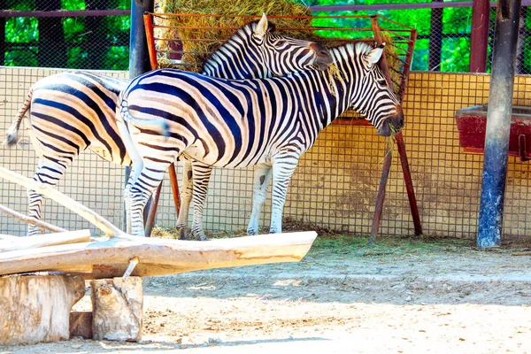 Afrikai Zebra Farm Etetés Zebrák Állatkertben — Stock Fotó