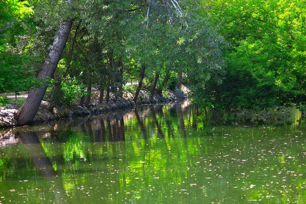 Городской Парк Озеро Весенний Сезон Зеленая Природа Отражается Воде — стоковое фото