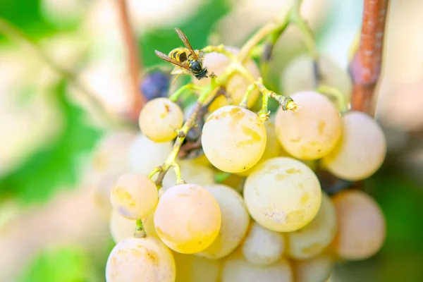 Osa Winogronach Latający Owad Słodkim Owocu — Zdjęcie stockowe