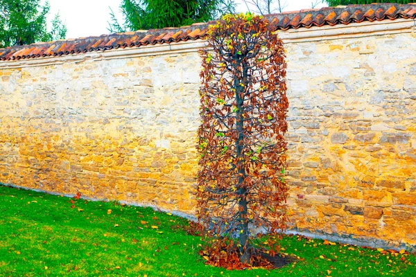 Dekorativní Zahrada Bush Podzim Středověká Zeď — Stock fotografie