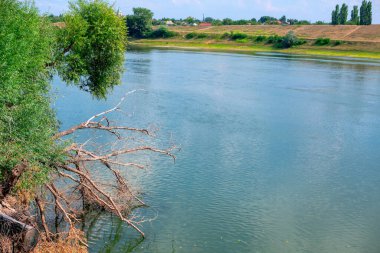 Kırsal nehir manzarası. Suda devrilmiş ağaç var.
