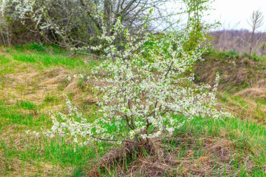 İlkbaharda yabani kiraz ağacı
