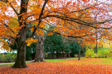 Sonbahar mevsiminde büyük dalları olan ağaç