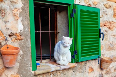 Beyaz kedi pencere pervazında oturuyor. Kırsal geleneksel pencereler. Evcil hayvan ve eski geleneksel ev