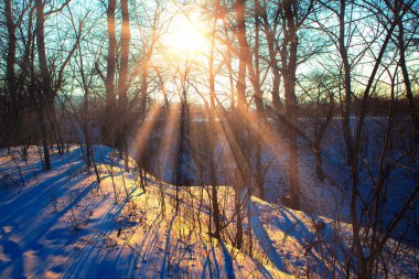Güneş ışınlı kış ormanı. Ağaçlar ve kar doğası. 